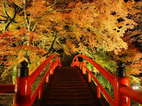 紅葉ライトアップ時の様子（画像提供：muroro / PIXTA）