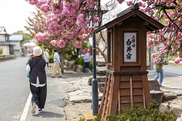 春には八重桜が咲き誇ります（画像提供：K,Kara / PIXTA）