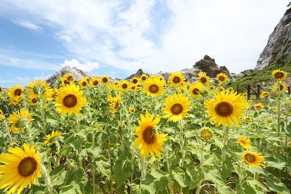 白い石灰岩と青い海に映えるひまわり