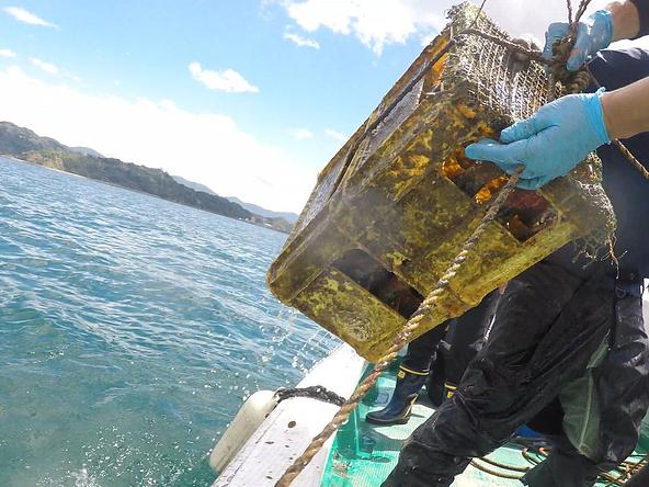 醤油瓶が沈められている湯浅湾の海中