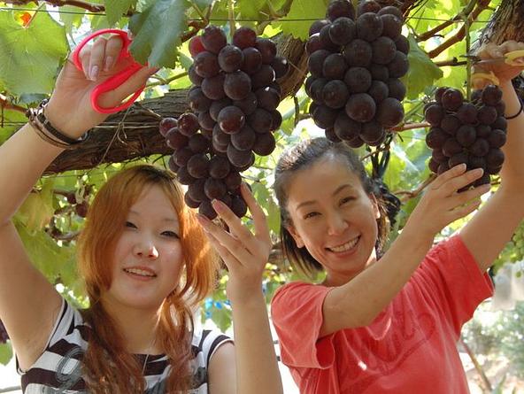 有田巨峰村の「森園」で旬の味覚を収穫