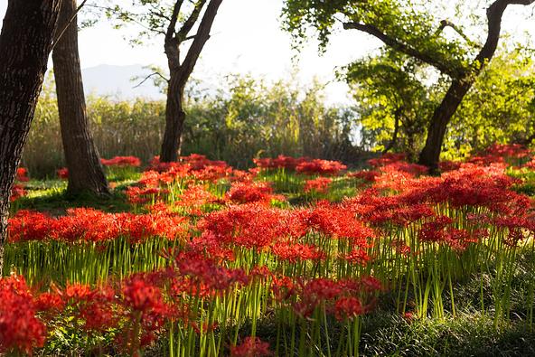 過去の開花時の様子（画像提供：アクセル / PIXTA）