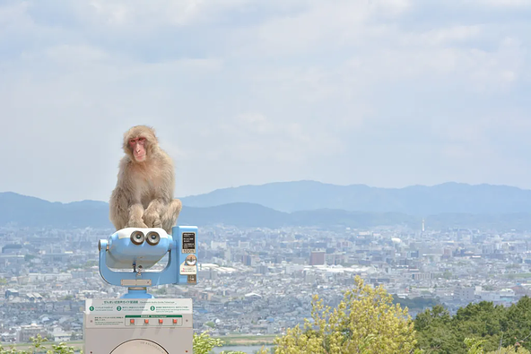 約120頭のニホンザルが暮らす「嵐山モンキーパーク」は眺望も抜群！