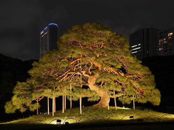 一つ松