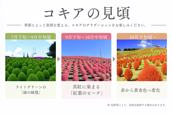季節とともに表情を変えるコキアの彩り