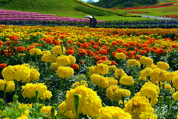 グリーンシーズンを通して15品種以上、約3万本の花々