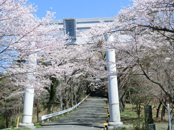 約20種類・約2,000本の桜が愛宕山を春色に彩る「あたご山桜まつり」