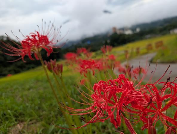 2026年9月15日の様子