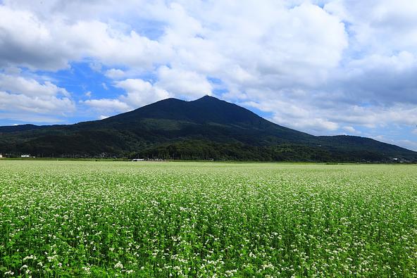 筑波山を背景に広がる「常陸秋そば」の花畑（画像提供：mitu03 / PIXTA）
