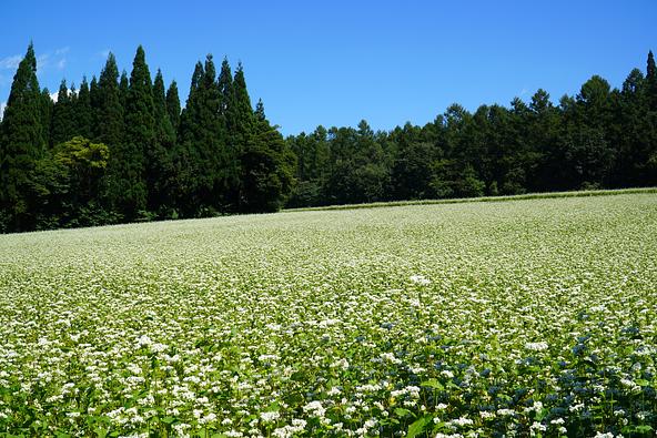 戸隠高原に広がる白いそばの花（画像提供：Photo Creative / PIXTA）