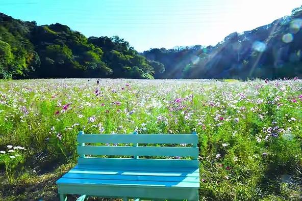 くりはま花の国 コスモス園