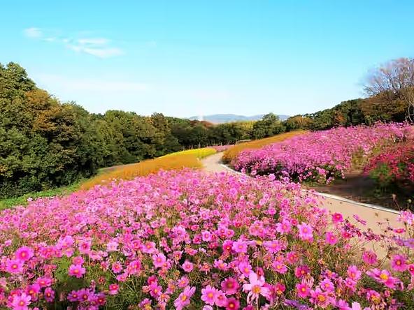画像提供：万博記念公園マネジメント・パートナーズ