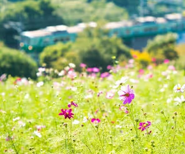 コスモスの見ごろにあわせてイベントが開催されます！