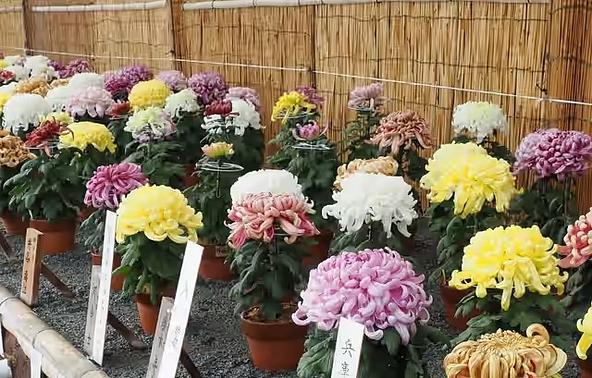 過去の菊花展の様子