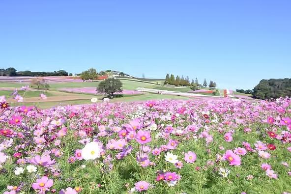花を通じて秋の淡路島を楽しめるイベントです