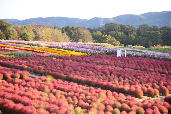 「花夢の里」の園内（2026年10月9日撮影）