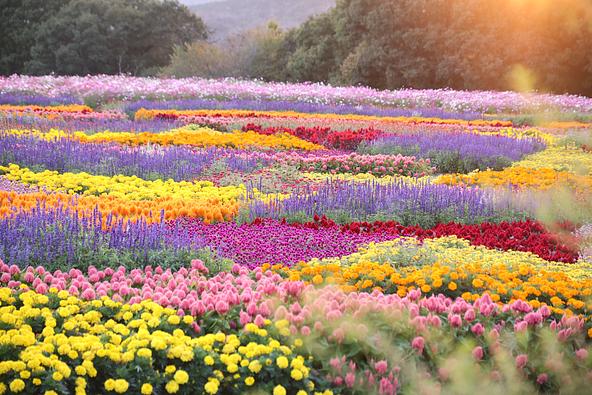 色とりどりの花が咲く園内（2026年10月9日撮影）