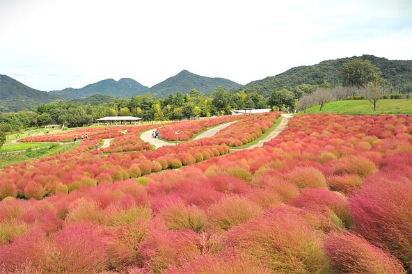 「花巡りの丘」のコキア