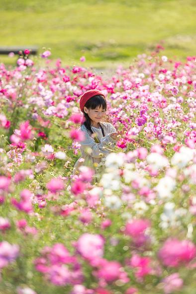 花竜の道では、花畑内を通る園路を使って、まるで花に埋もれたかのような写真が撮影できます