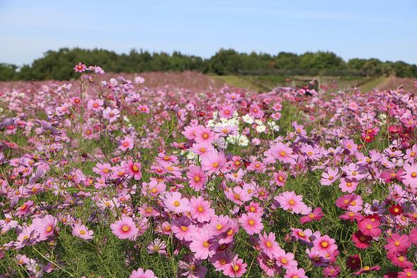 「花の丘」一面に咲くコスモス