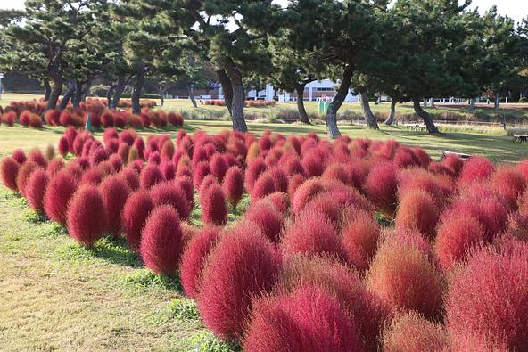 「虹の花壇」を彩るコキア