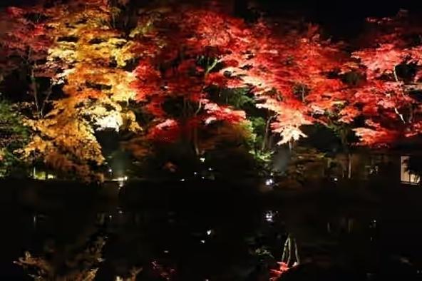 令和8年 夜間特別拝観 逍遥園ライトアップ（画像提供：（C）日光市観光協会）