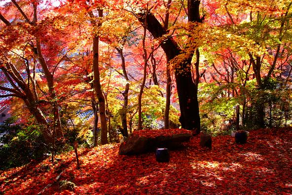 赤や黄色に色づいたモミジと、落ち葉が広がる玉龍寺の境内