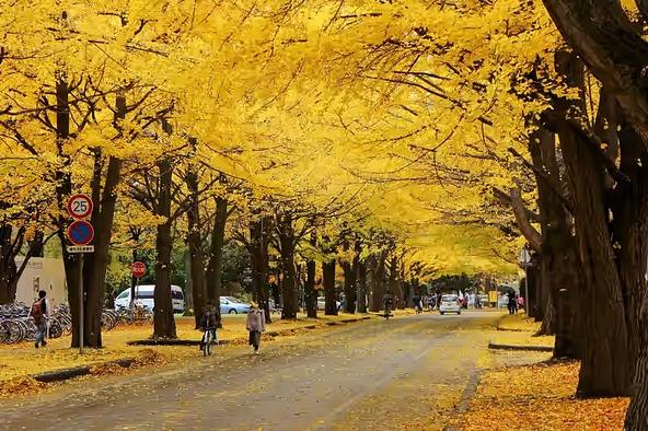 黄金色に染まる北海道大学のイチョウ並木