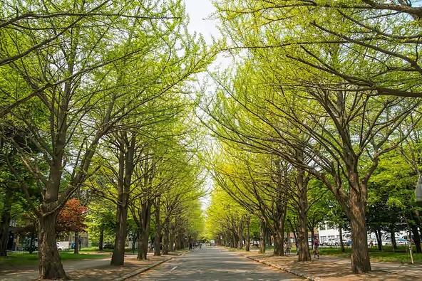 黄葉前のイチョウと見比べてみるのもおすすめ