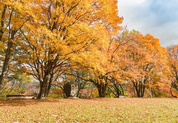 木々が色づく朝日ヶ丘公園