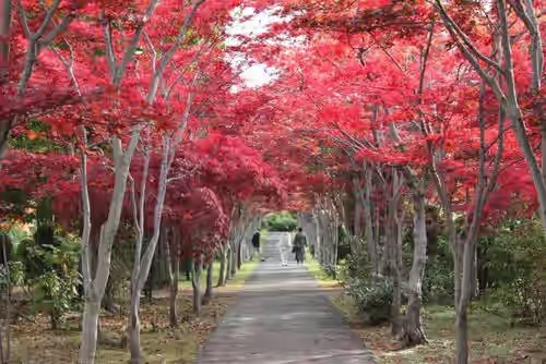 モミジの紅葉並木
