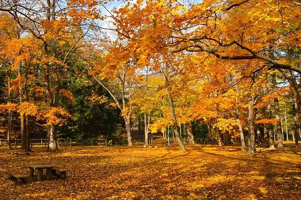 色づく円山公園の木々