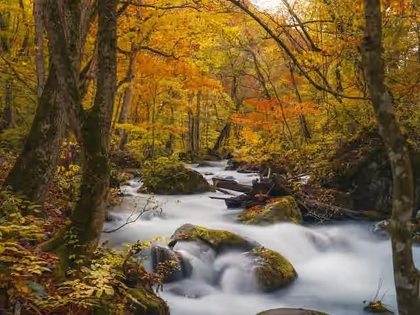 紅葉に彩られた奥入瀬渓流（画像提供：十和田奥入瀬観光機構／撮影：小山田邦哉）