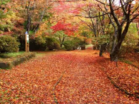 散りはじめには、紅葉した葉のじゅうたんが登場