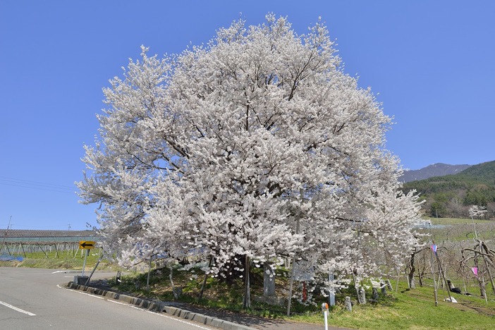 2025】長野県山ノ内町の桜9選 圧巻の一本桜＆しだれ桜を満喫 | いこー