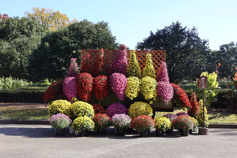 調布・神代植物公園で60年以上続く「菊花大会」2025年開催情報＆見どころ紹介