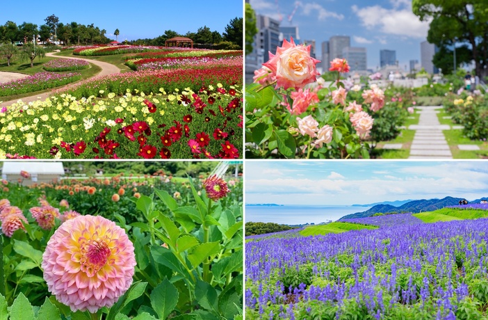 【2025関西】秋の絶景フラワースポット11選 今が見頃も!秋バラ・コスモス・ダリア名所&イベント情報