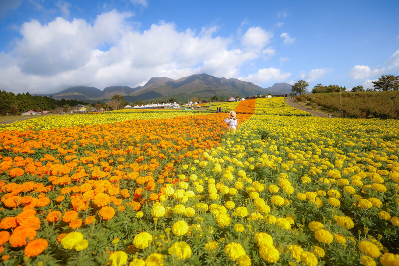 【全国】2025今が見頃！秋空に映える「マリーゴールド」の絶景名所6選