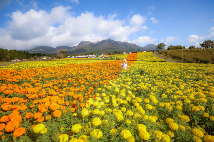 【全国】2025今が見頃!秋空に映える「マリーゴールド」の絶景名所6選