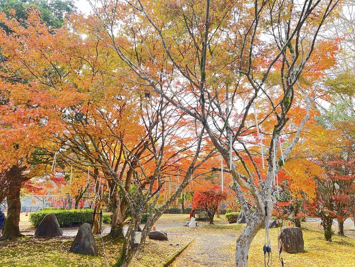曽木の滝公園　紅葉ウィーク（2025年）
