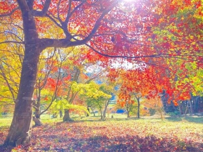深沢もみじ 瑞光園