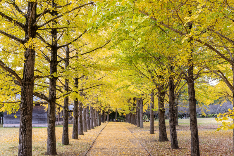 茨城県立歴史館「いちょうまつり2025」開催！黄金のイチョウ並木とプロジェクションマッピング