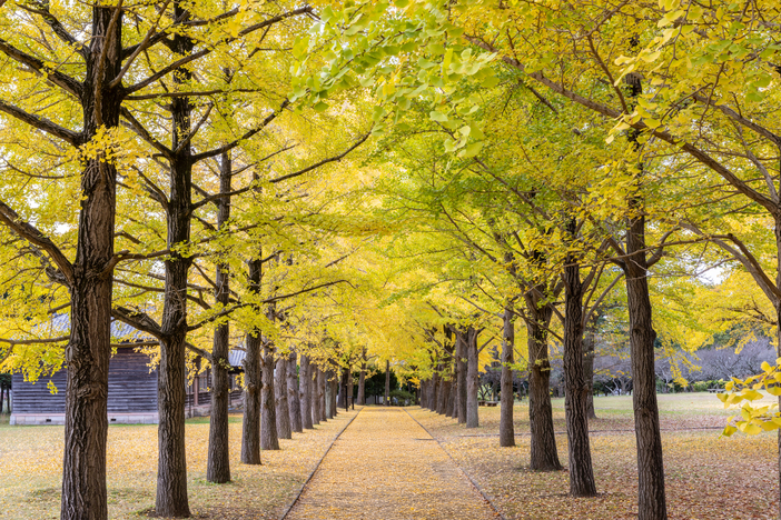 2025年歴史館いちょうまつり