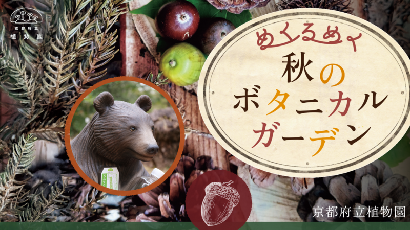 京都府立植物園で秋を満喫！どんぐりの森の遊具体験や紅葉ライトアップなど