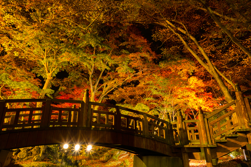 静岡県熱海市で2025年11月15日～12月7日に「第39回熱海梅園もみじまつり」開催！見どころご紹介