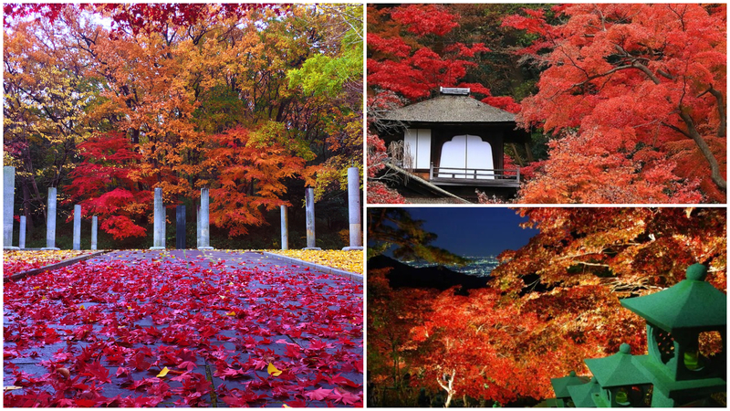 【2025】神奈川の日帰り紅葉名所と穴場11選！ライトアップ情報＆見頃も