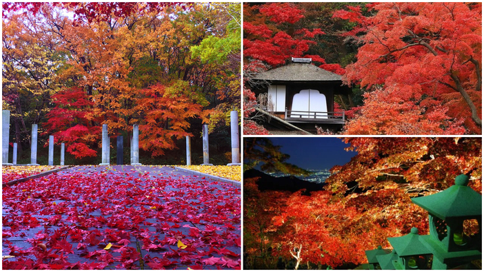 【2025】神奈川の日帰り紅葉名所と穴場11選！ライトアップ情報＆見頃も