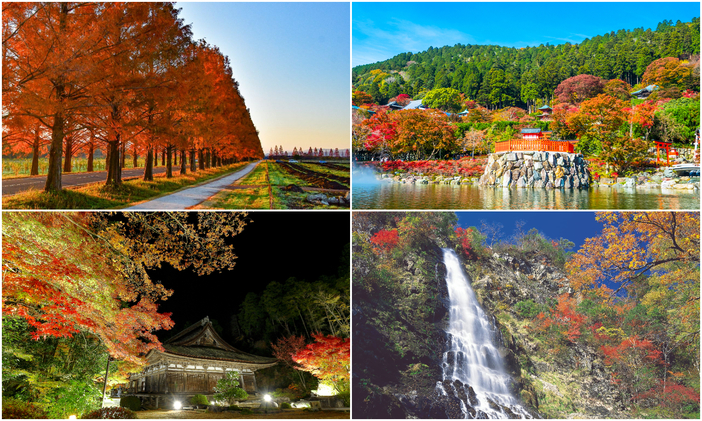 【2025】関西の紅葉名所24選！見頃やライトアップなどのイベントも紹介