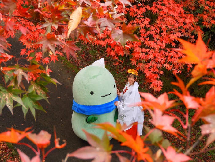 養父市内の紅葉状況（2025年11月8日更新）