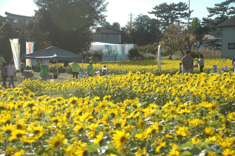 冬に咲くひまわり摘みとり体験！寒川町で約10万本の「さむかわ冬のひまわり」2025年情報